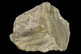 Permian Amphibian Fossil Bone - Texas #153751-1